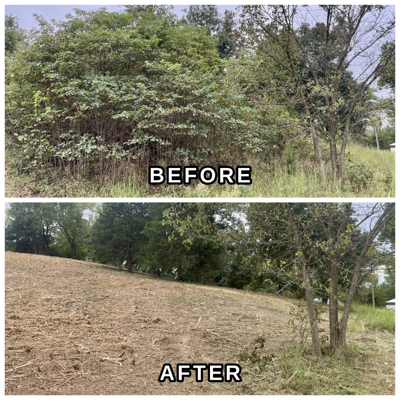 Land clearing work