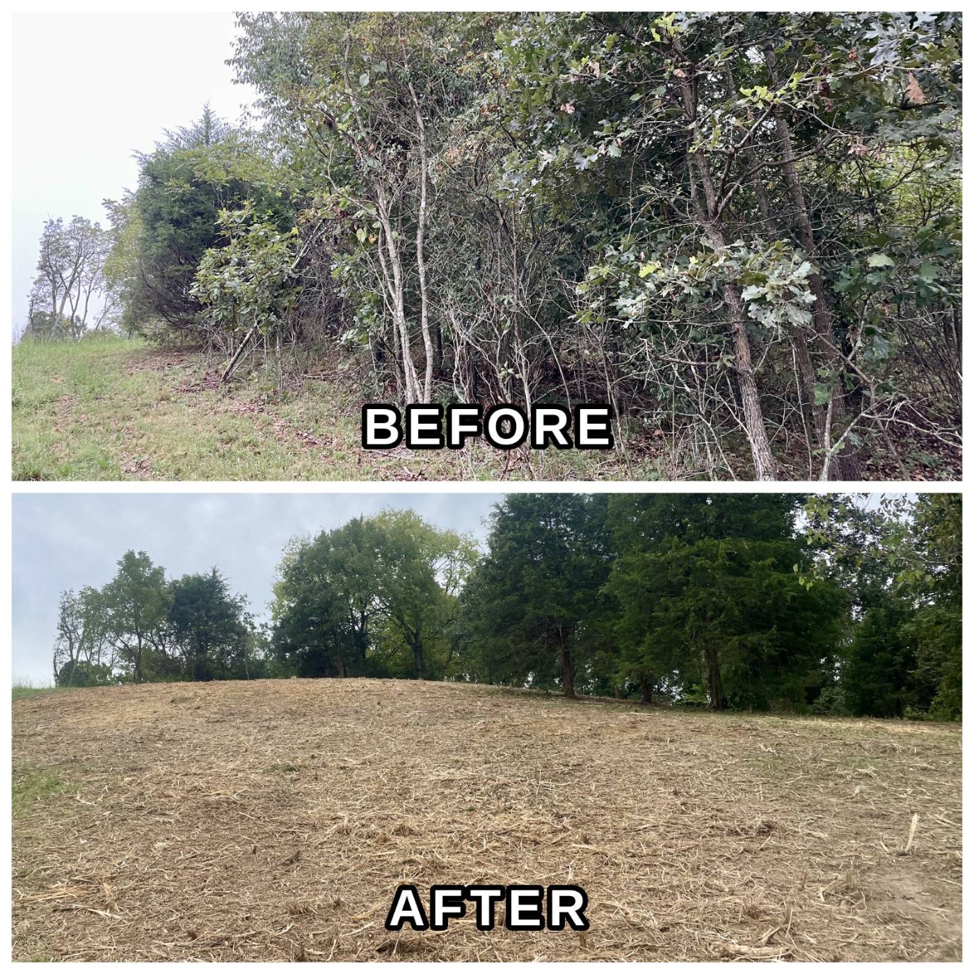 Land clearing work