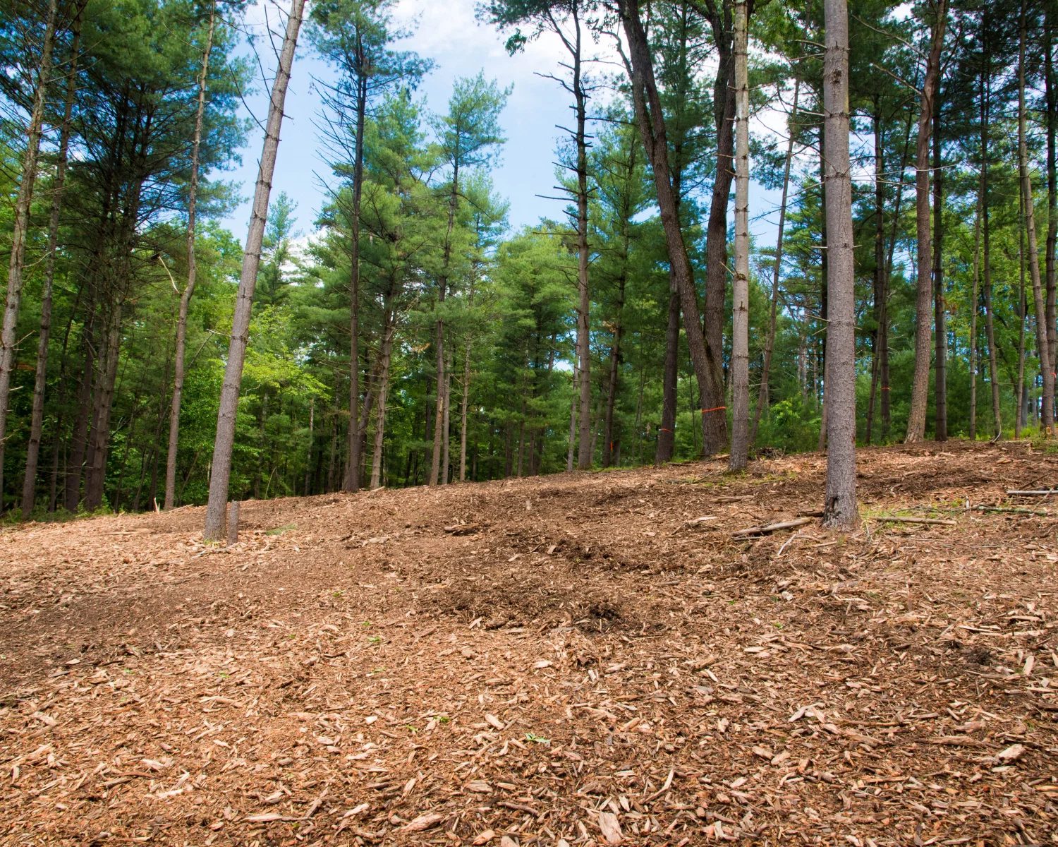 Cleared ground after forestry mulching